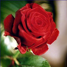 Single Flower, Red Rose