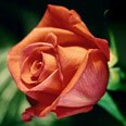 Классическая красная роза