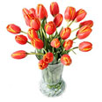 Luxurious tulips