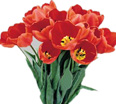 Bouquet of Red Tulips